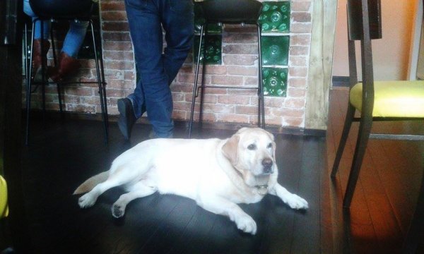 11129934_10205309121025716_876147568_n